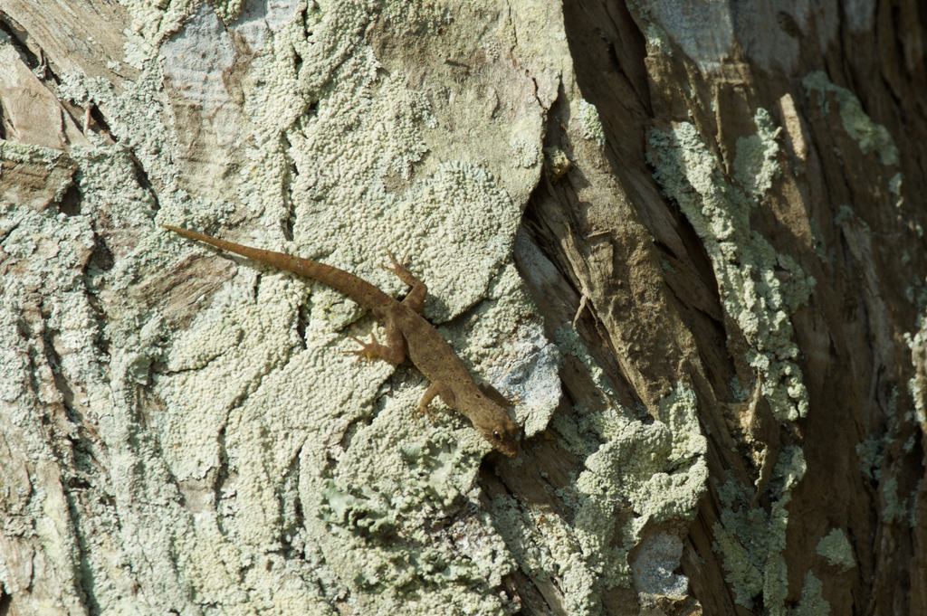 Gemunu Rock Gecko