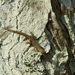 Cnemaspis gemunu - Photo (c) John Sullivan, algunos derechos reservados (CC BY-NC), subido por John Sullivan