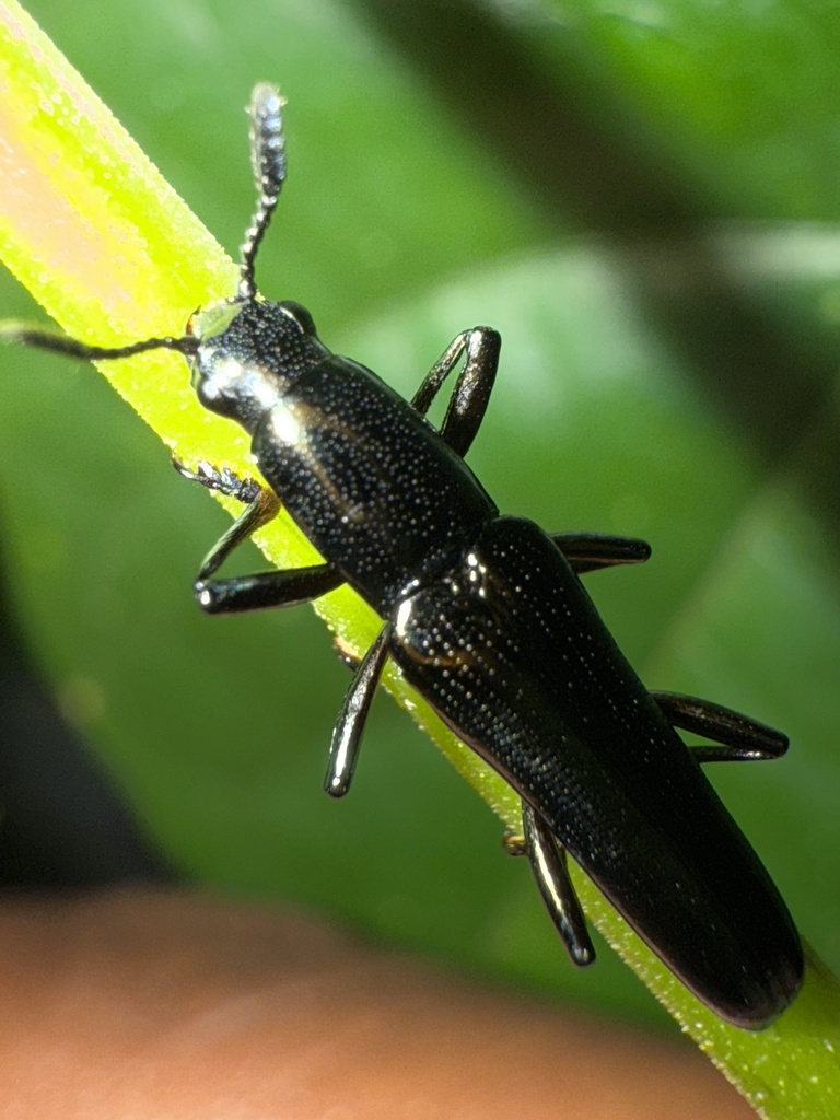 Ischnolanguria