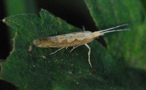 Plutella xylostella