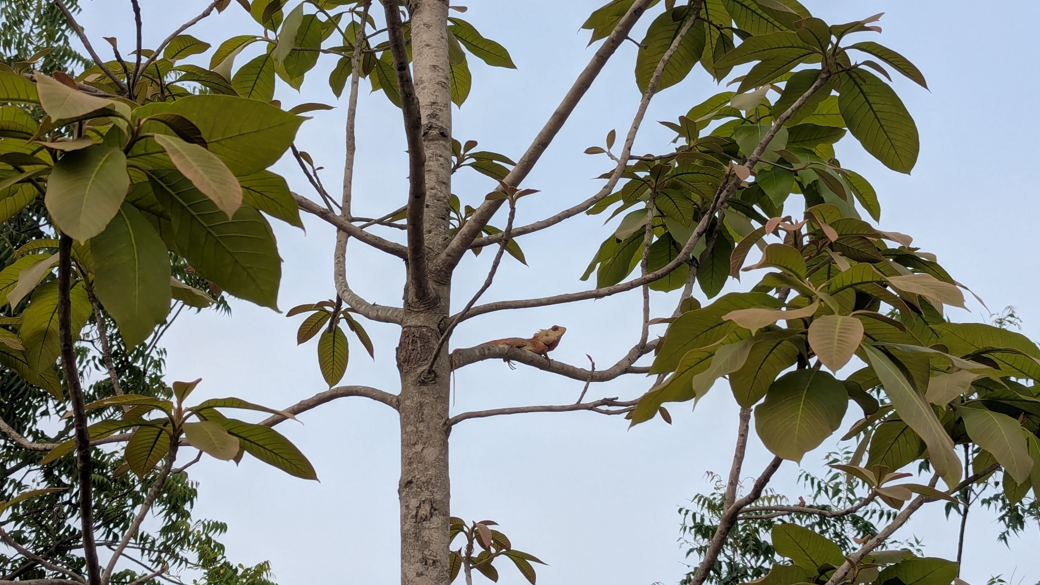 Oriental Garden Lizard