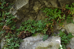 Pellaea glabella