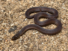 Aspidura trachyprocta