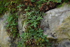 Pellaea glabella