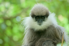 Purple-Faced Langur photo 3