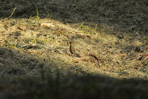Cinnamon Tanager (Schistochlamys ruficapillus), photo 5