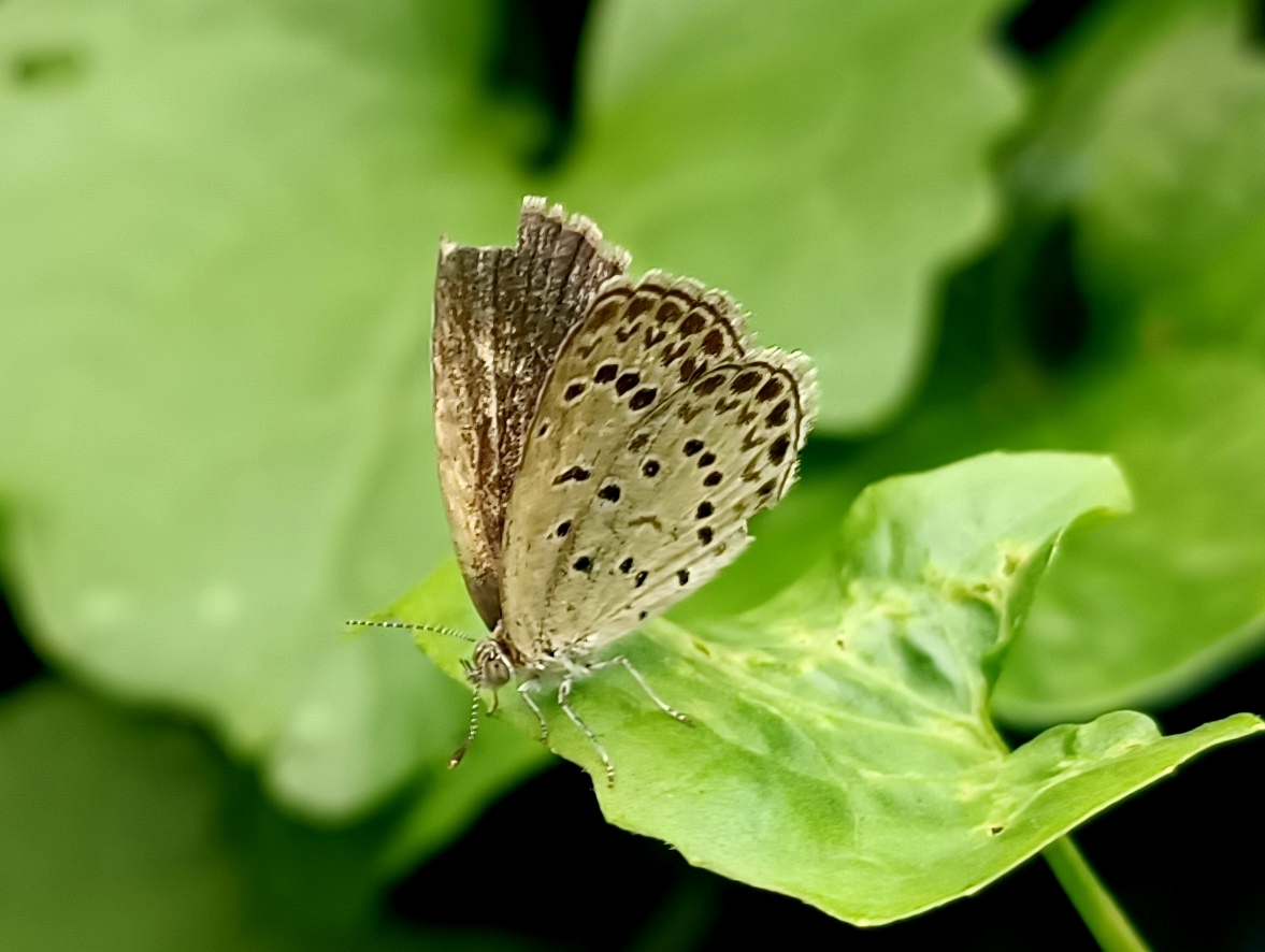 Pale Grass Blue