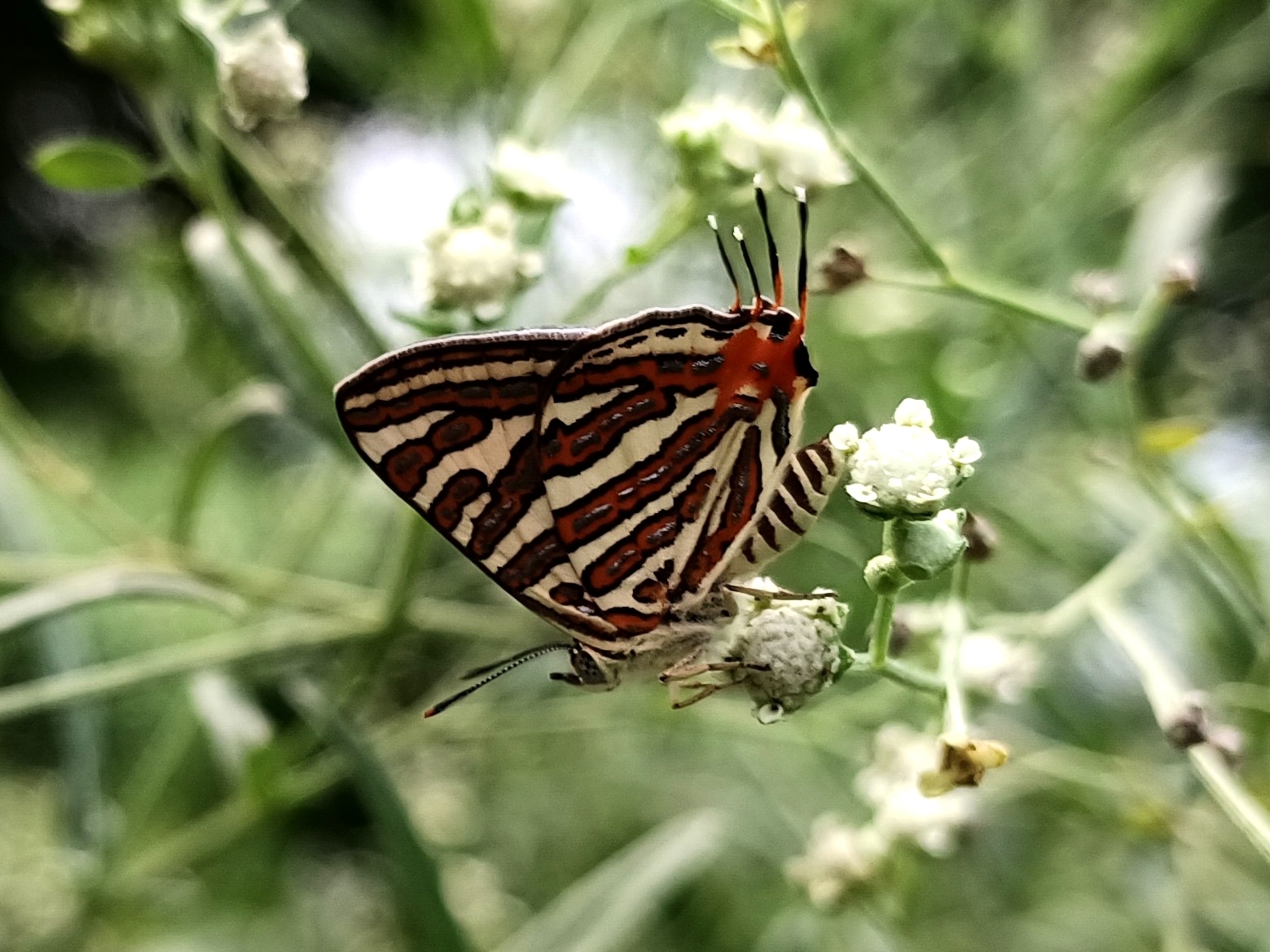 Common Silverline