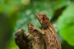 Mountain Horned Agama photo 4