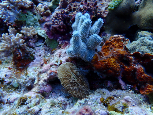 Lobactis scutaria