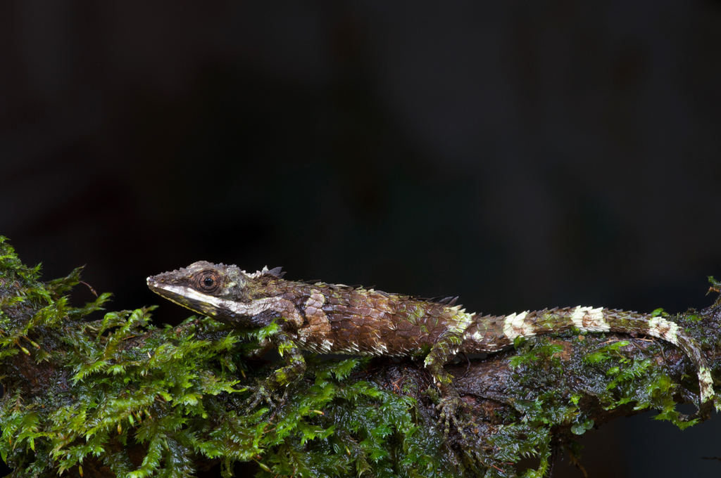 Ceylon Deaf Agama