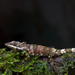 Cophotis ceylanica - Photo (c) John Sullivan, algunos derechos reservados (CC BY-NC), subido por John Sullivan