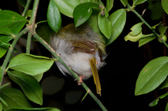 Orthotomus sutorius sutorius