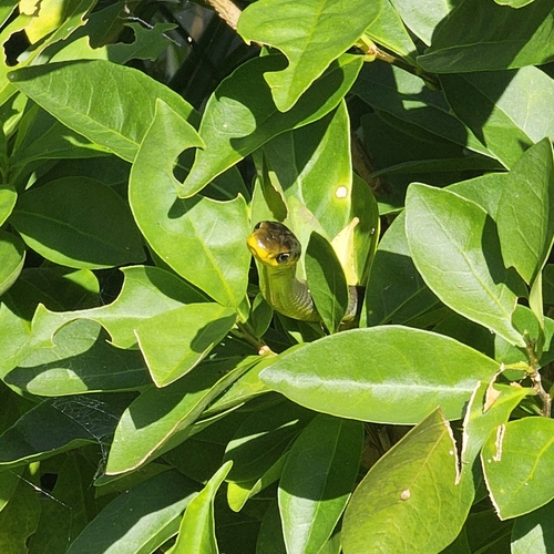 Common Tree Snake sighting