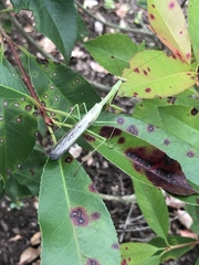 Stagmomantis carolina