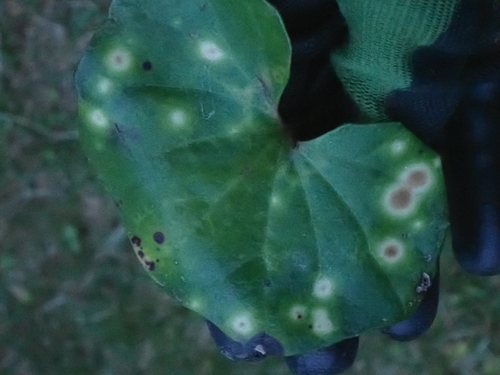 Alternaria cinerariae