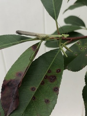 Stagmomantis carolina