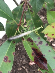 Stagmomantis carolina