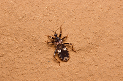 Acanthaspis tergemina