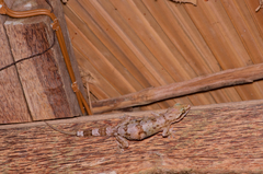 Hemidactylus depressus