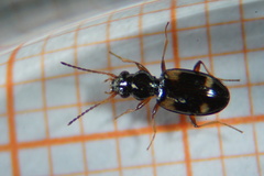 Bembidion quadrimaculatum