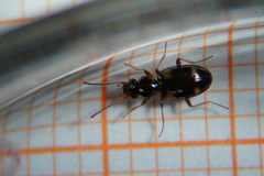 Bembidion quadrimaculatum