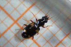 Bembidion quadrimaculatum