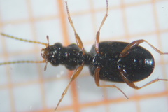 Bembidion quadrimaculatum