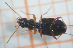 Bembidion quadrimaculatum