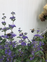 Xylocopa virginica