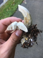 Leccinellum quercophilum