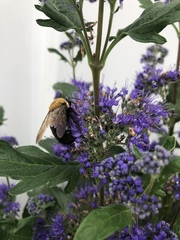Xylocopa virginica