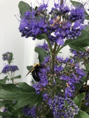 Xylocopa virginica