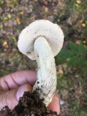 Leccinellum quercophilum