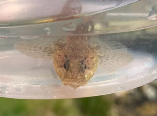 Gobius paganellus