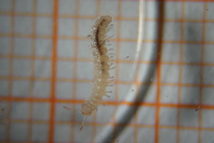 Brachydesmus superus