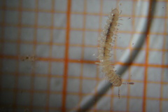 Brachydesmus superus