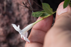 Mandevilla brachysiphon