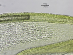 Racomitrium ericoides