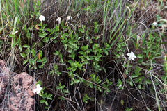 Mandevilla brachysiphon