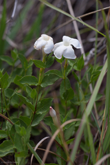 Mandevilla brachysiphon
