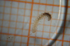 Brachydesmus superus