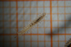 Brachydesmus superus