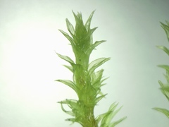 Racomitrium ericoides