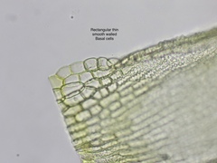 Racomitrium ericoides