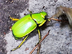 Chrysina psittacina