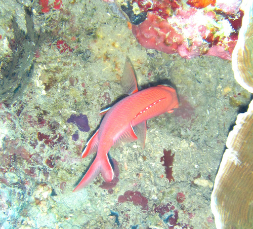 Whitetip Soldierfish — seen at this dive site