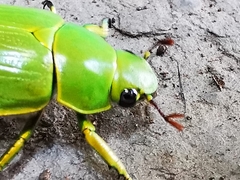 Chrysina psittacina