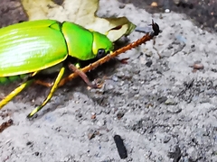Chrysina psittacina
