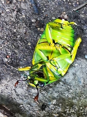 Chrysina psittacina